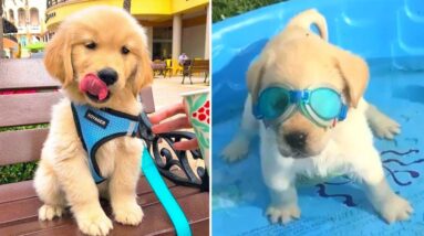 Funniest & Cutest Golden Retriever Puppies #24- Funny Puppy Videos 2020
