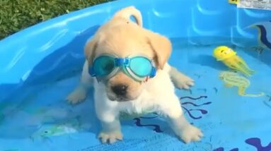 Funniest & Cutest Golden Retriever Puppies #25 - Funny Puppy Videos 2019