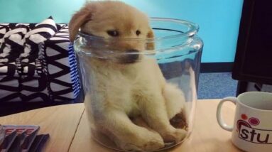 Funniest & Cutest Golden Retriever Puppies #25- Funny Puppy Videos 2020