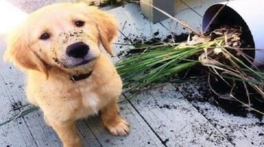 Funniest & Cutest Golden Retriever Puppies #26 - Funny Puppy Videos 2019
