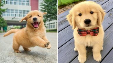 Funniest & Cutest Golden Retriever Puppies #26- Funny Puppy Videos 2020