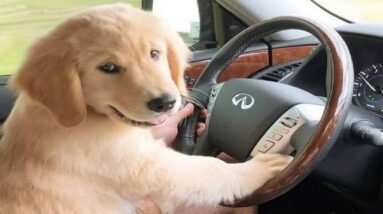 Funniest & Cutest Golden Retriever Puppies #27- Funny Puppy Videos 2020