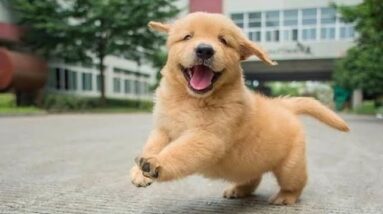 Funniest & Cutest Golden Retriever Puppies #28 - Funny Puppy Videos 2019