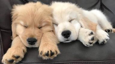 Funniest & Cutest Golden Retriever Puppies #28- Funny Puppy Videos 2020