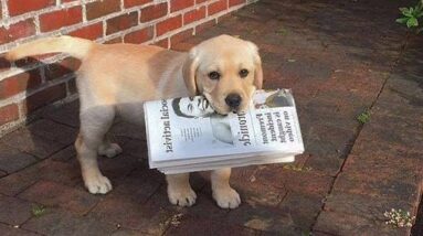 Funniest & Cutest Golden Retriever Puppies #29 - Funny Puppy Videos 2019