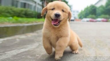 Funniest & Cutest Golden Retriever Puppies #29 - Funny Puppy Videos 2020