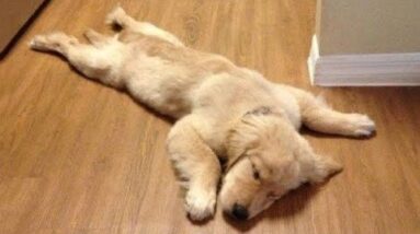 Funniest & Cutest Golden Retriever Puppies #3- Funny Puppy Videos 2020