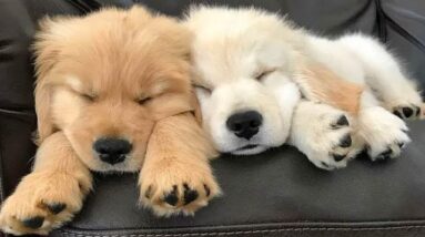 Funniest & Cutest Golden Retriever Puppies #3 - Funny Puppy Videos 2021