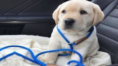 Funniest & Cutest Golden Retriever Puppies #30 - Funny Puppy Videos 2019