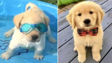Funniest & Cutest Golden Retriever Puppies #30 - Funny Puppy Videos 2020