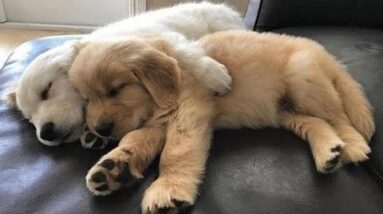 Funniest & Cutest Golden Retriever Puppies #31 - Funny Puppy Videos 2019