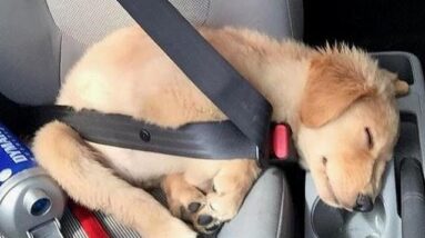 Funniest & Cutest Golden Retriever Puppies #32 - Funny Puppy Videos 2019