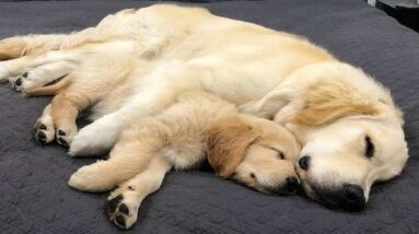 Funniest & Cutest Golden Retriever Puppies #33 - Funny Puppy Videos 2019