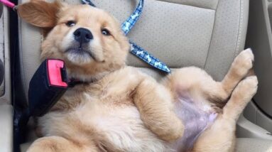 Funniest & Cutest Golden Retriever Puppies #35 - Funny Puppy Videos 2019