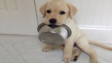 Funniest & Cutest Golden Retriever Puppies #36 - Funny Puppy Videos 2019
