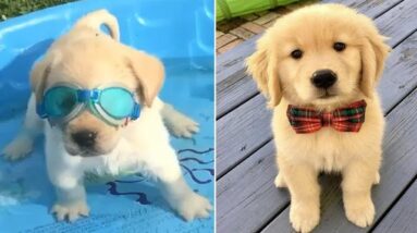 Funniest & Cutest Golden Retriever Puppies #37 - Funny Puppy Videos 2019
