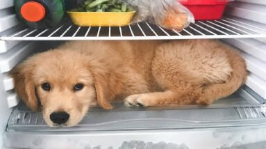 Funniest & Cutest Golden Retriever Puppies #38 - Funny Puppy Videos 2019