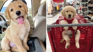 Funniest & Cutest Golden Retriever Puppies #39- Funny Puppy Videos 2019