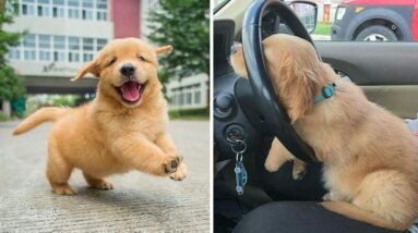 Funniest & Cutest Golden Retriever Puppies #4- Funny Puppy Videos 2020