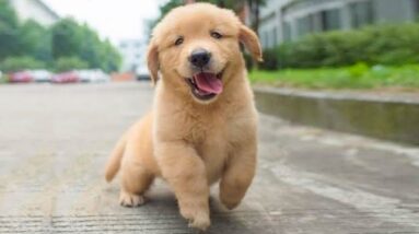 Funniest & Cutest Golden Retriever Puppies #4 - Funny Puppy Videos 2021