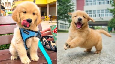 Funniest & Cutest Golden Retriever Puppies #5- Funny Puppy Videos 2020