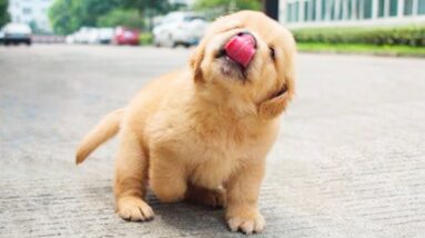 Funniest & Cutest Golden Retriever Puppies #5 - Funny Puppy Videos 2021