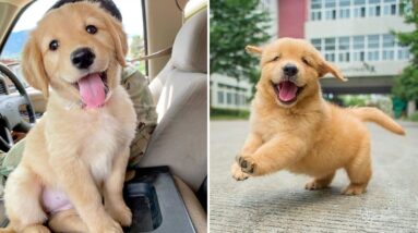 Funniest & Cutest Golden Retriever Puppies #6- Funny Puppy Videos 2020
