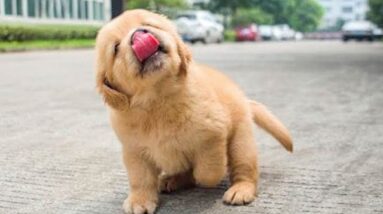 Funniest & Cutest Golden Retriever Puppies #6 - Funny Puppy Videos 2021