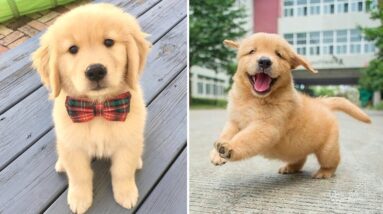 Funniest & Cutest Golden Retriever Puppies #7 - Funny Puppy Videos 2021