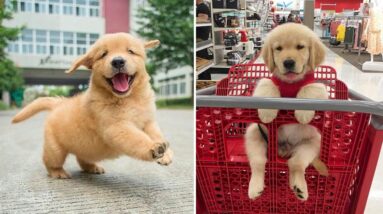 Funniest & Cutest Golden Retriever Puppies #8 - Funny Puppy Videos 2021