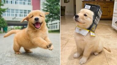 Funniest & Cutest Golden Retriever Puppies #9 - Funny Puppy Videos 2021