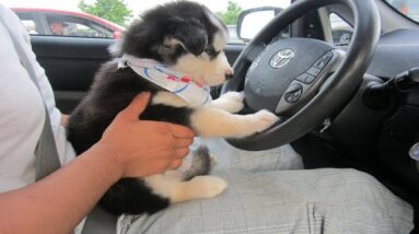 Funniest & Cutest Husky Puppies - Funny Puppy Videos 2020
