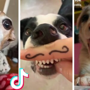 Funniest Doggos & Most Adorable Puppies Compilation [NEW] ðŸ�¶