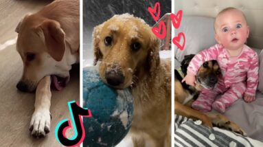 Funniest Doggos of TikTok ~ Most Adorable Puppies TIK TOK ~ Fluppy