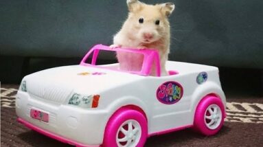 Funniest Hamsters Of All Time #2 - Funny Hamster Videos Compilation 2017