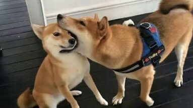Funniest Shiba Inu Compilation #2 - Best Funny Shiba Inu Videos 2018