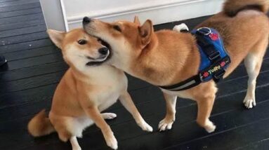 Funniest Shiba Inu Compilation  - Best Funny Shiba Inu Videos 2021