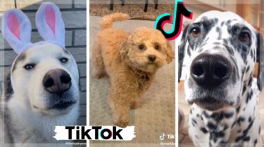 Funny Doggos & Most Adorable Puppies ~ Best Dogs Compilation Video