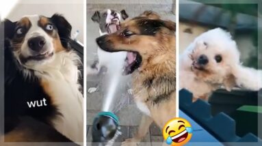 Funny Doggos of TikTok ~ Cutest Dogs & Puppies Compilation! 🐶