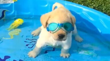 Funny Dogs Love Swimming #2 - Puppy Videos 2020