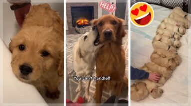 Funny Dogs of TikTok ~ Cutest Puppies Compilation