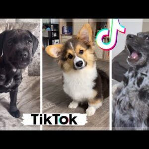 Funny TikTok Doggos That Will Brighten Up Your Day! 🤣