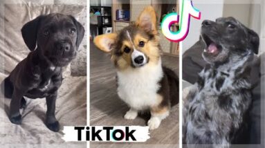 Funny TikTok Doggos That Will Brighten Up Your Day! 🤣