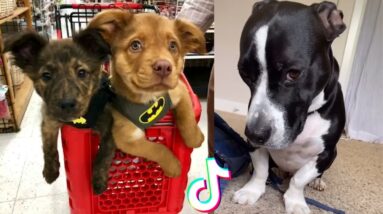 Dogs Doing Funny Things Tik Tok ~ Cutest Puppies TIKTOK Compilation ~ Fluppy