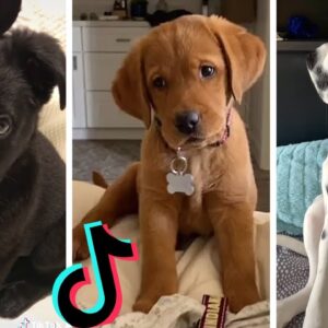 Dogs Doing Funny Things Tik Tok ~ Cutest Puppies TIKTOK Compilation ~ Fluppy