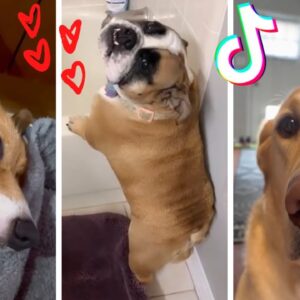 Dogs Doing Funny Things TIK TOK 🤣 Cutest Puppies TikTok Compilation 🥰