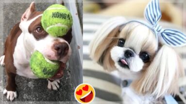 Having a RUFF Day? Watch this Cute & Funny DOGS Compilation!