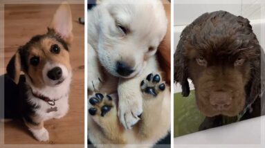 Hilarious Doggos ~ Best Dogs & Puppies Compilation