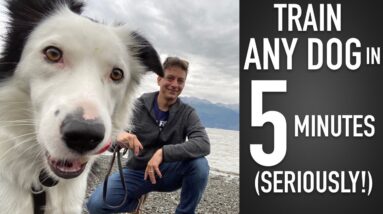 How I'm Training My Dog 5 Minutes at a Time