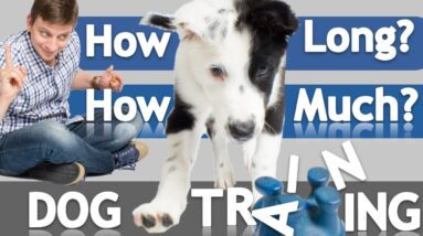 How Often and How Long Should you Train Your Dog?